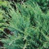 Sea Green Juniper #5 - Image 2